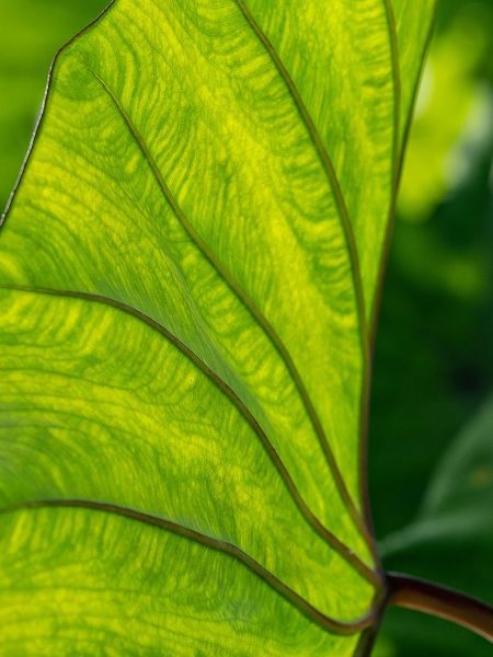 Fiji-Taveuni Island Back-lit close-up of a green leaf showing veins